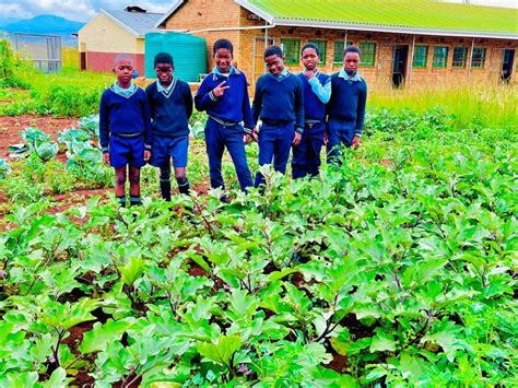 Pupils reap life skills from thriving school farm! – dailysun