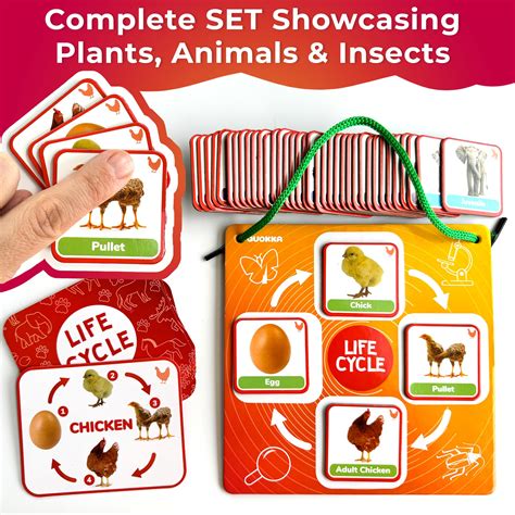 Mua QUOKKA Life Cycle Kit Toy Montessori - 30 Flash Cards Toddler Science Activities for Kids ...