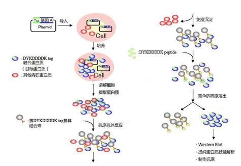 临床蛋白组综述 | 如何利用蛋白组学技术进行癌症临床研究？ - 知乎