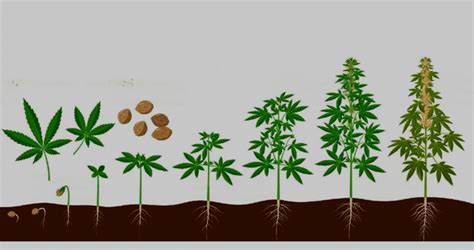 Autoflower Growing Guide 的图像结果