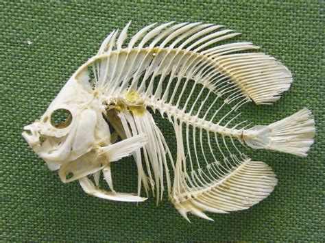 Tilapia Fish Has Bones at Martha Cannon blog