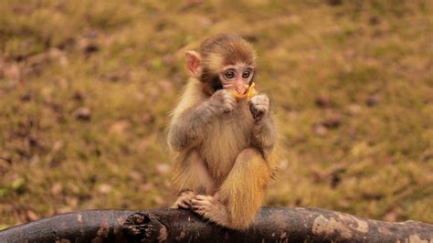 猴子偷桃子摄影图片-猴子偷桃子摄影作品-千库网