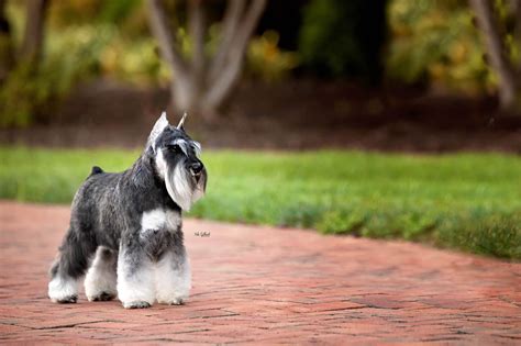 Bravo! Kennels...AKC Breeder Of Merit - Miniature Schnauzer Puppies For ...