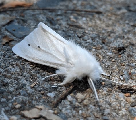 🔥 found this white satin moth crawling outside in the city. : r ...