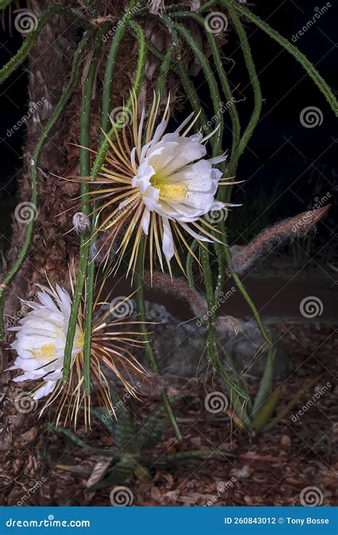 Night-blooming Cereus with Newly Formed Buds, and Near Bloom Buds, and ...