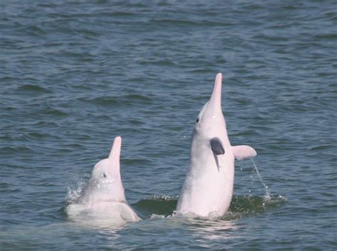 Chinese white dolphin: Latest News and Updates | South China Morning Post