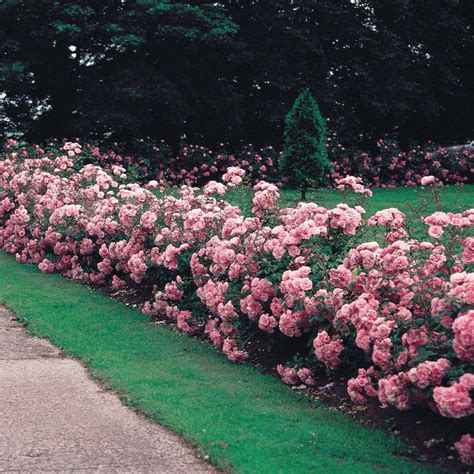 List 104+ Pictures Pictures Of Roses Bushes Stunning