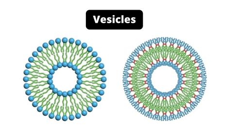 Vesicles Cell 的图像结果