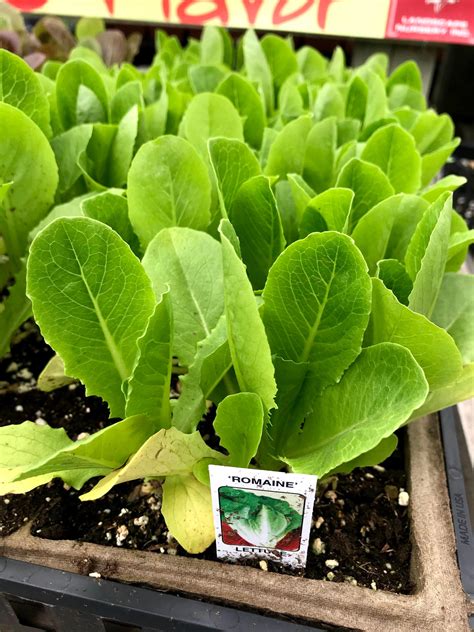 Romaine Lettuce Plant