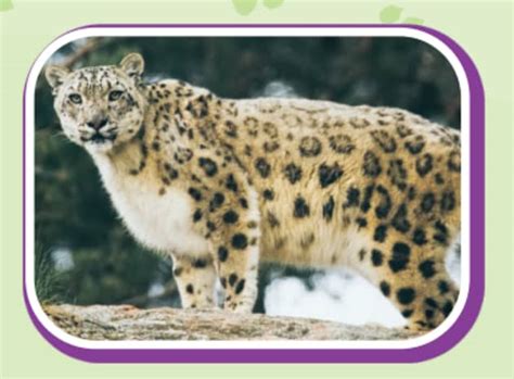 List of Top 10 Endangered Animals in India 2025 - Twinkl