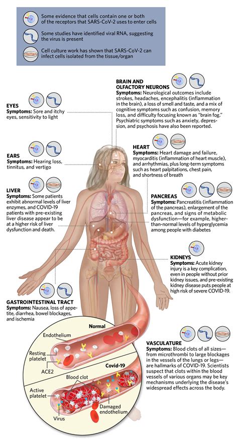 Image result for Evolution Human Body