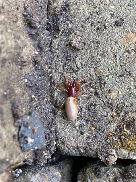 Small red spider found in outdoor bricks, Southern UK : r/whatisthisspider
