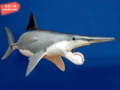 世界上最为神秘的一种鲨鱼 旋齿鲨为什么那么神秘_探秘志