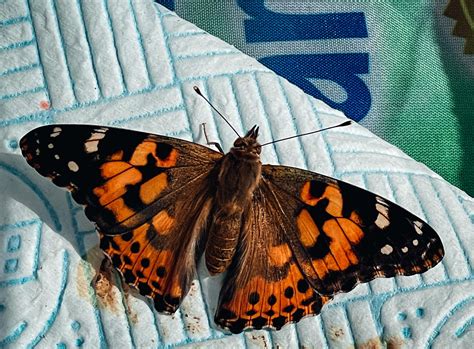 Butterfly Kit Insect Lore at Brandon Myers blog