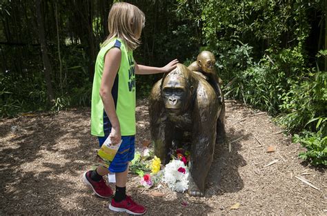 Harambe the Gorilla: Celebrities Express Outrage Over Killing ...
