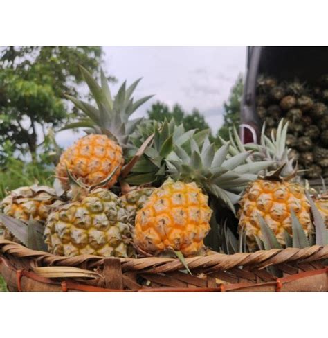Queen Victoria Pineapple from Manipur
