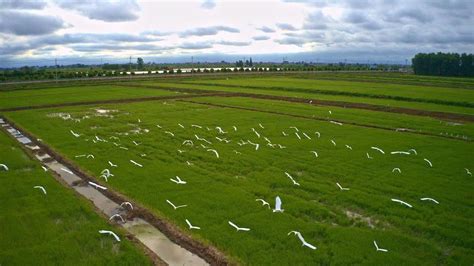 龙感湖管理区大力整治城乡水环境 一泓碧水映雷池 两岸绿意展新姿 - 湖北日报新闻客户端