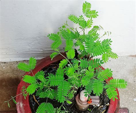 Mphmi Nursery Delhi Plant NCR Tree of Rajasthan, Shami - Plant : Amazon ...