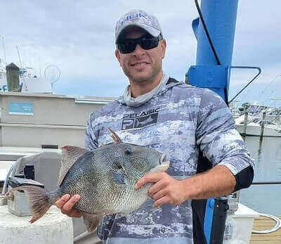 Image result for Catching Triggerfish