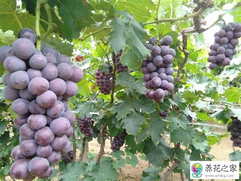 台州温岭：栽培新技术 葡萄上市早——浙江在线