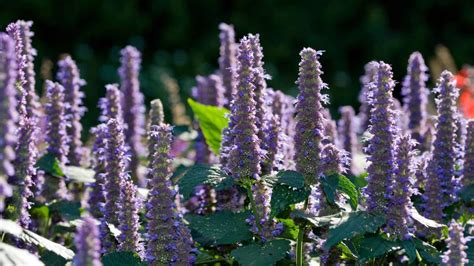 Hyssop In The Bible: Symbolism, Meaning And More | Think About Such Things