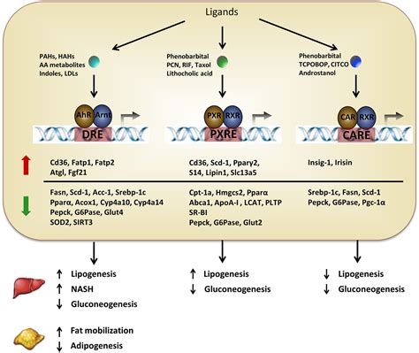Atypical functions of xenobiotic receptors in lipid and glucose metabolism