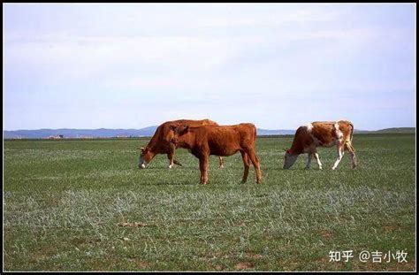 草原牛 的图像结果