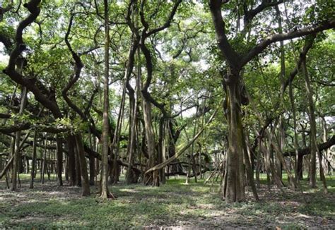 सबक: उत्तराखंड सहेज रहा है बरगद और पीपल की खत्म हो रही प्रजातियां ...