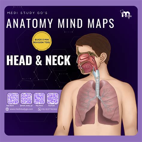 Head & Neck – Medi Study Go