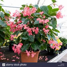 begonie in vaso begonia wing pot grown plant with small pink begonie in vaso begonia wing pot grown plant with small pink