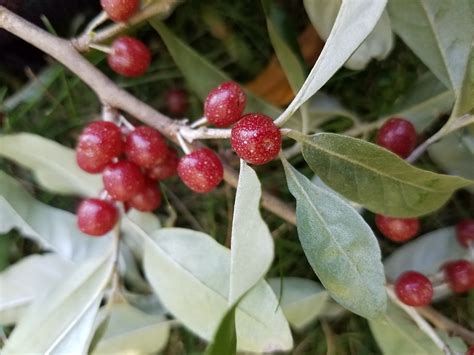 Discover Autumn Olive: A Delicious Invader | Autumn olive, Fruit ...