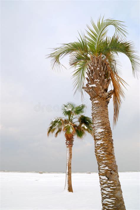 动画片在海滩的冬天雪花与棕榈长木凳3d例证 库存例证. 插画 包括有 可笑, 权利, 冬天, 长凳, 例证 - 72862129