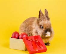 Image result for Baby Easter Bunny