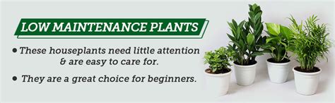 Nurturing Green Air Purifying Combo of ZZ Plant & Philodendron Birkin ...