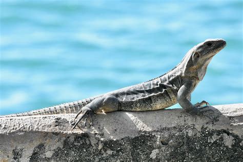 Black Spiny-Tailed Iguana