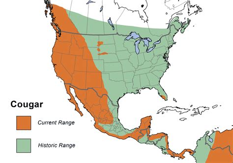 How Big Is A Mountain Lions Range at Charlie Skirving blog