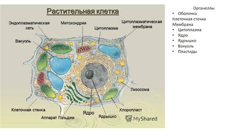 Теория растительной клетки