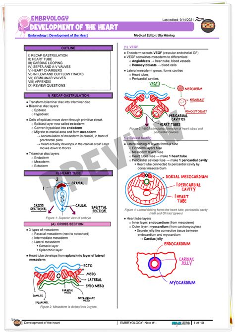 Image result for Development of Heart Notes