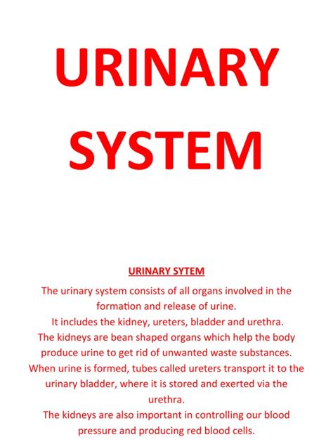 Image result for Urinary System.pdf