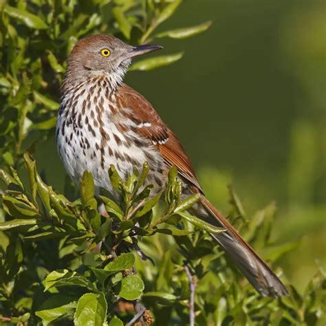 Most Common Backyard Birds in South Carolina (Birds Facts)