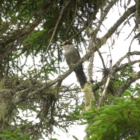 Atlantic Canada Conservation Data Centre (@atlantic_canada_cdc ...