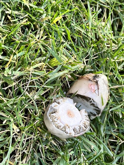 Slimy, meaty, round eyeball looking thing I found in my backyard. Cut ...