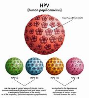 HPV 的图像结果