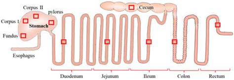 The Complex and Well-Developed Morphological and Histological ...