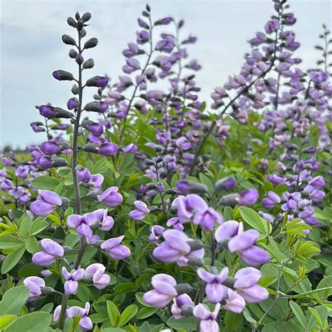 Baptisia Purple Smoke ~ False Indigo - 3 Gallon Pot, Live Perennial ...