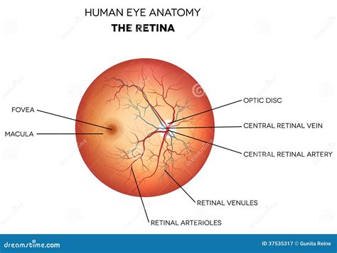 Human Eye - Retinal Detachment Stock Illustration | CartoonDealer.com #5501137
