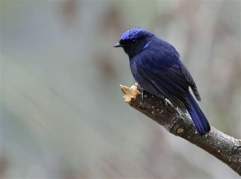 Small Niltava - Niltava macgrigoriae - Muscicapidae - Birds of India ...