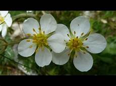 frasi i fiori fiori di montagna frasi i fiori fiori di montagna