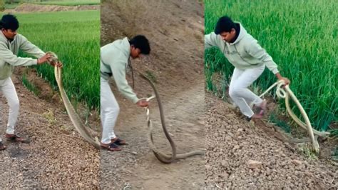 Cobra snake Attacks On Snake catcher Video Viral on social media pa ...