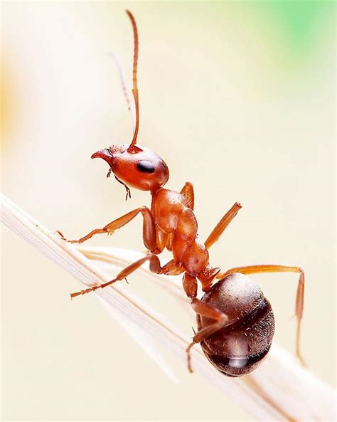 为什么有人能闻出蚂蚁的味道？是因为，他们GET到了它发出的讯号|甲酸|蚂蚁|气味_新浪新闻